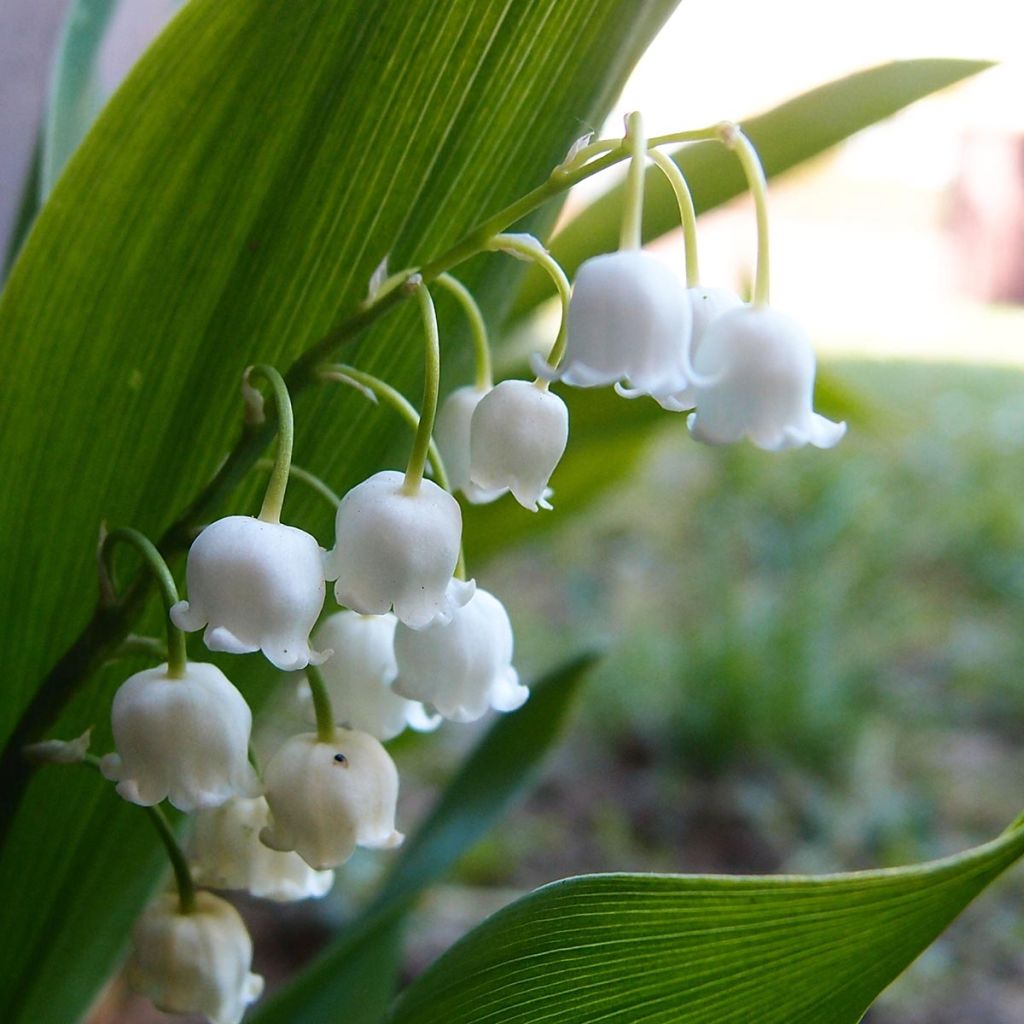 Convallaria majalis Doreen - Maiglöckchen