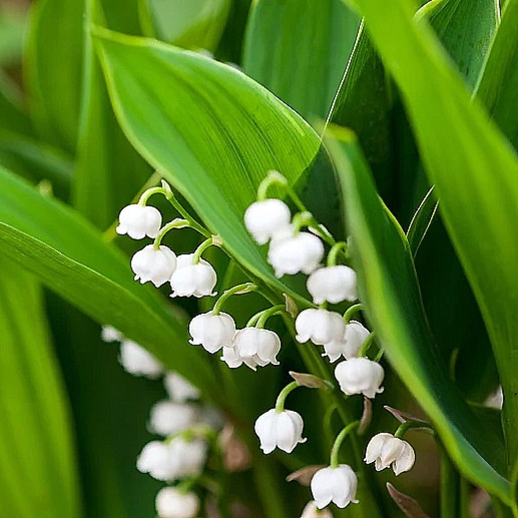 Muguet panaché - Convallaria majalis Hardwick Hall