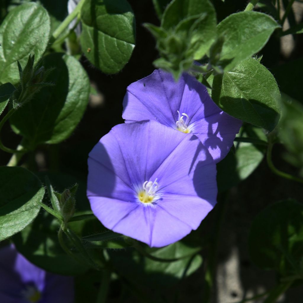 Convolvulus New Blue Moon - Liseron de Mauritanie