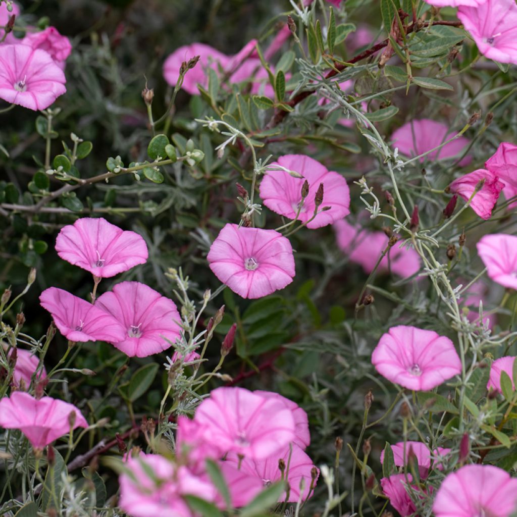 Convolvulus althaeoides - Eibischblättrige Winde