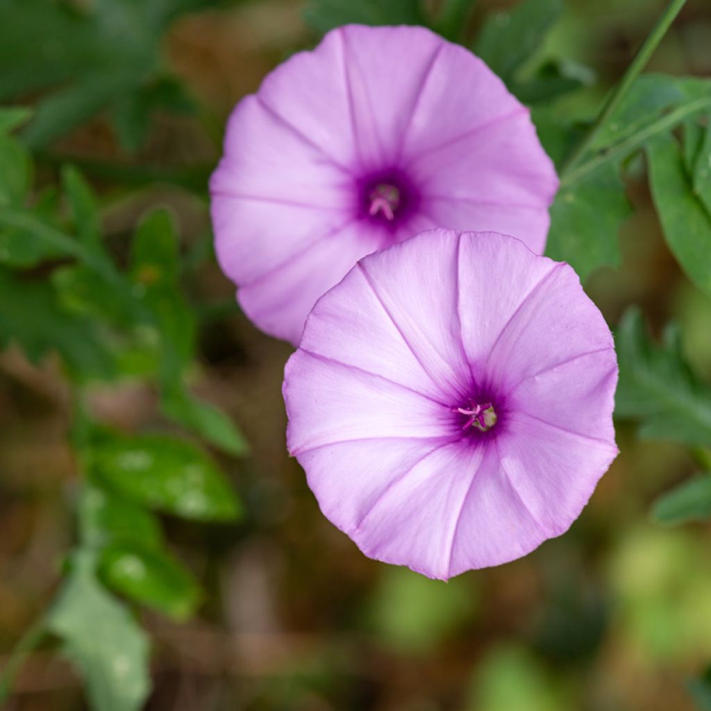 Convolvulus althaeoides - Eibischblättrige Winde