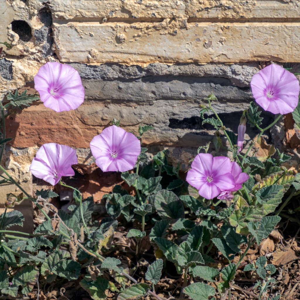 Convolvulus althaeoides - Eibischblättrige Winde