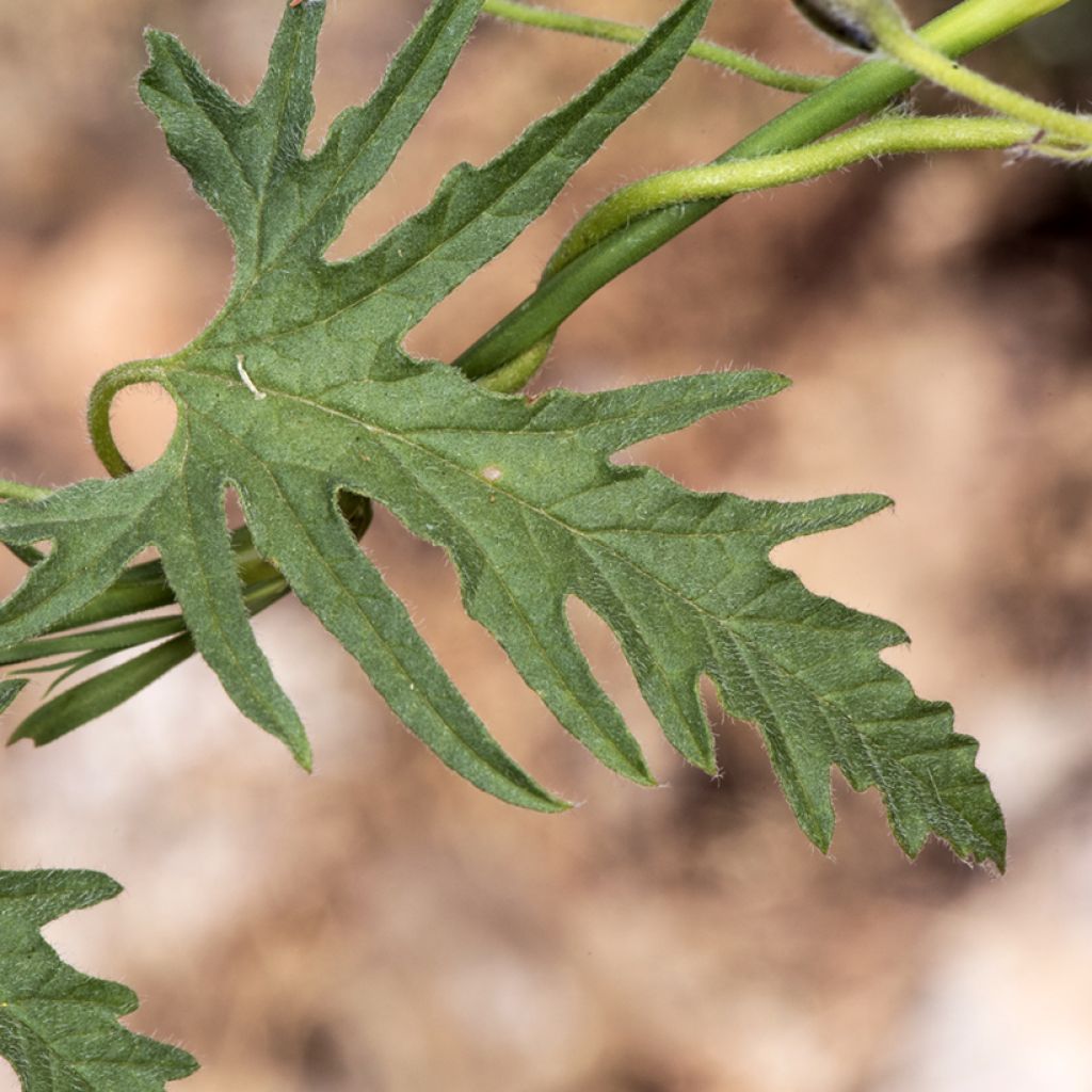 Convolvulus althaeoides - Eibischblättrige Winde