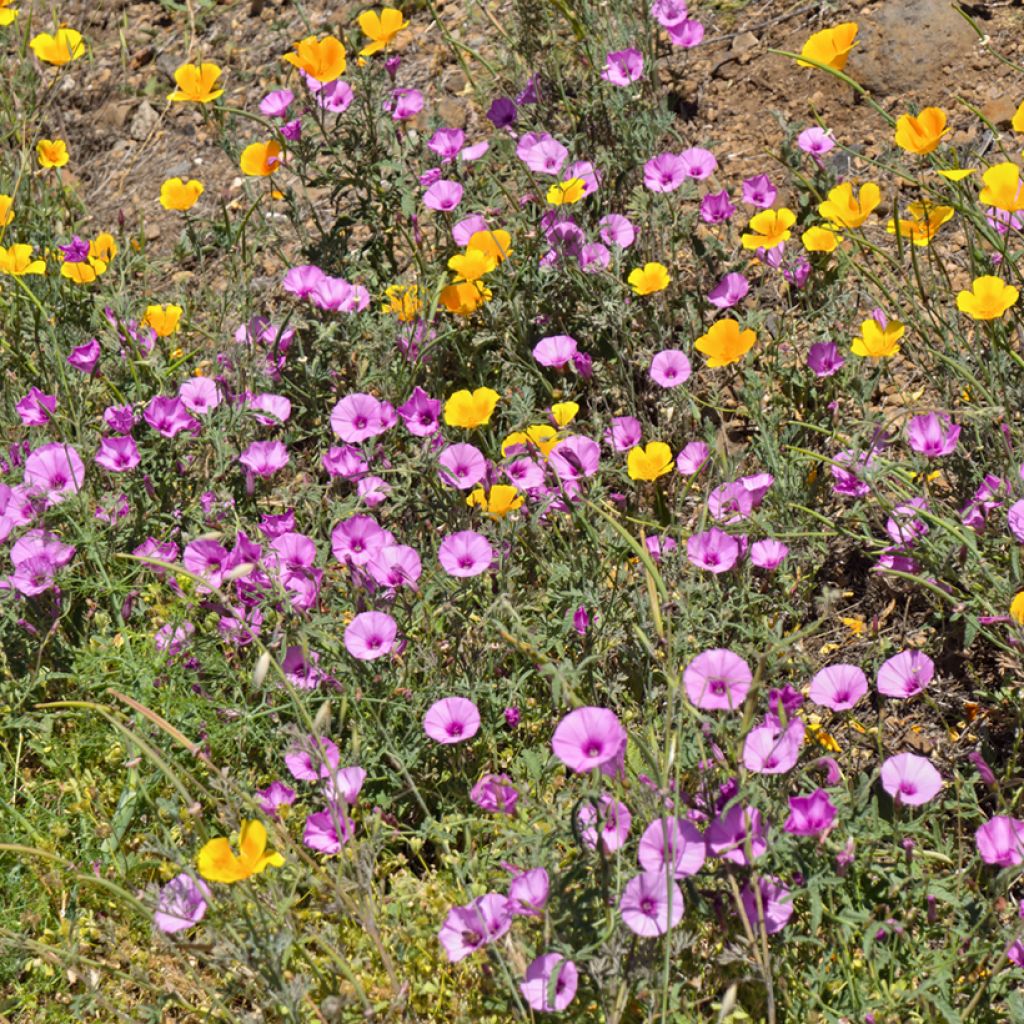 Convolvulus althaeoides - Eibischblättrige Winde