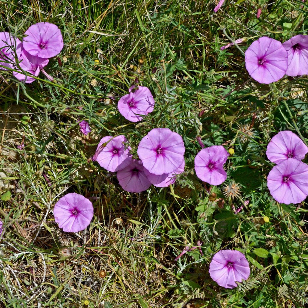 Convolvulus althaeoides - Eibischblättrige Winde