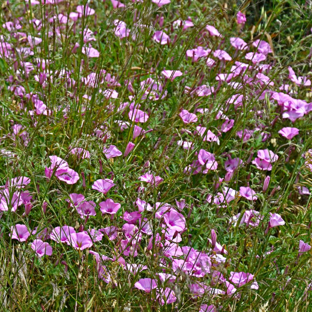 Convolvulus althaeoides - Eibischblättrige Winde