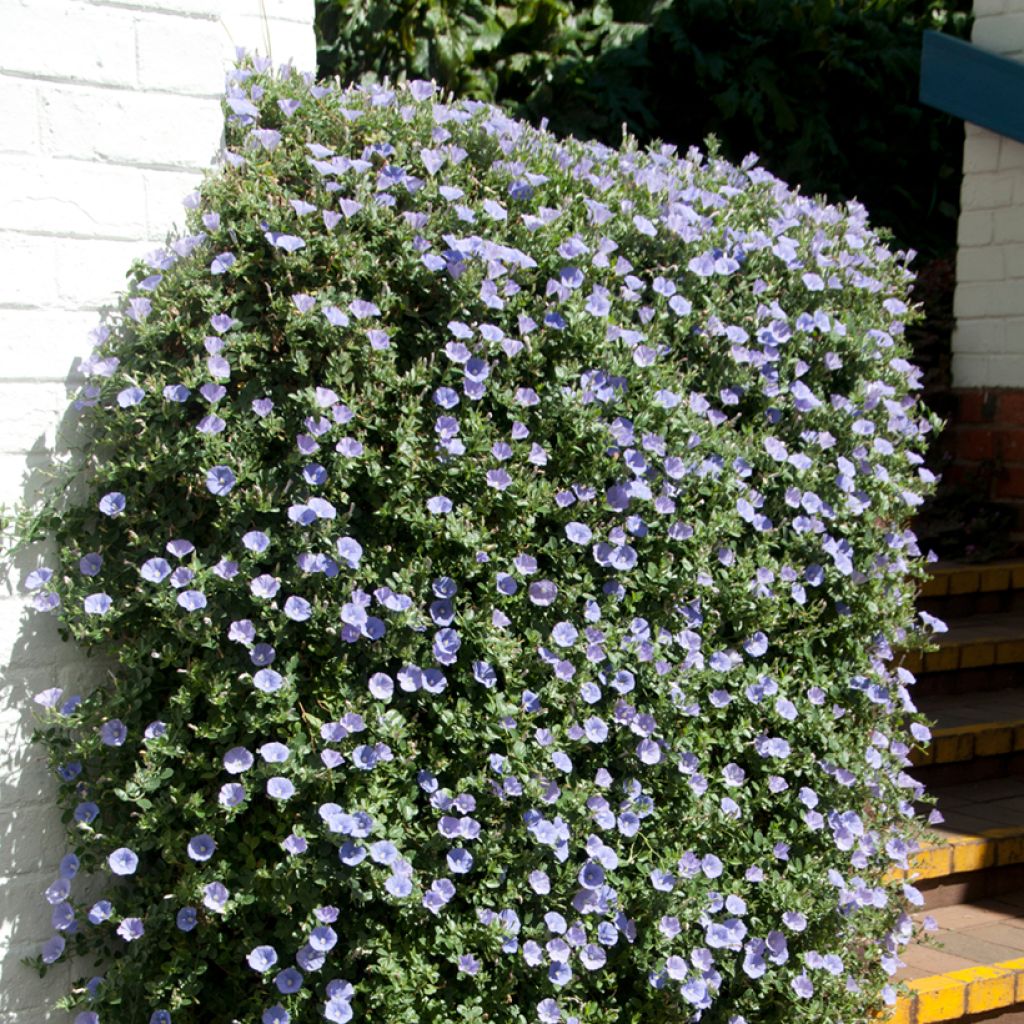 Convolvulus sabatius Compacta - Kriechende Winde