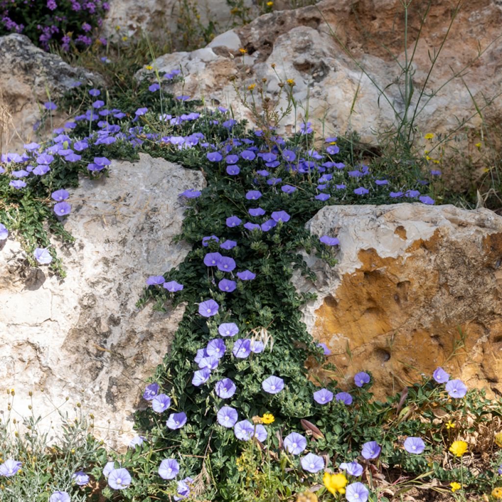 Convolvulus sabatius - Kriechende Winde