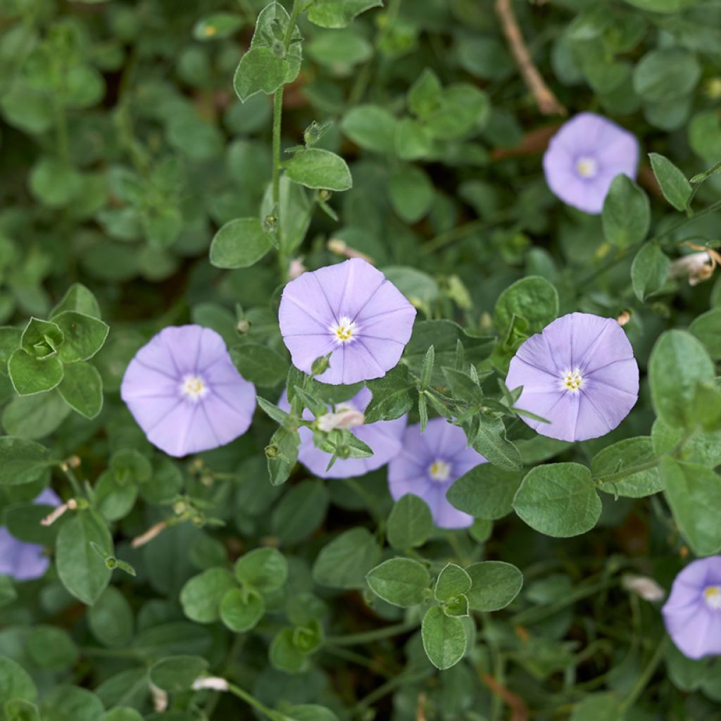 Convolvulus sabatius - Kriechende Winde