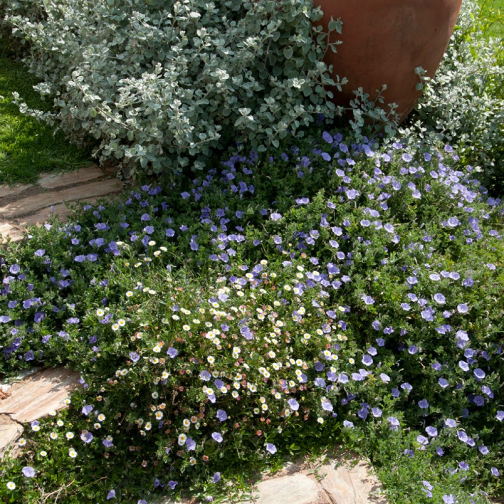 Convolvulus sabatius - Kriechende Winde