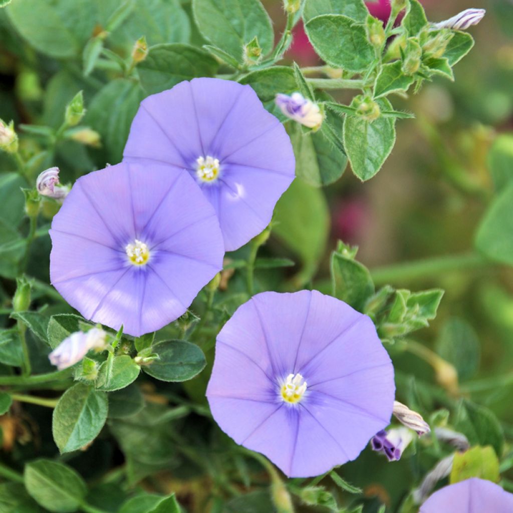 Convolvulus sabatius - Kriechende Winde