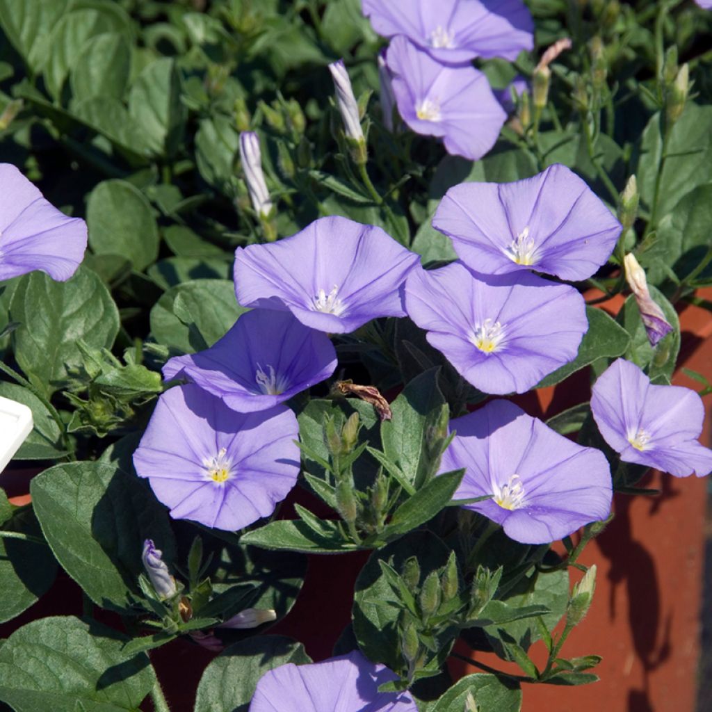 Convolvulus sabatius - Kriechende Winde