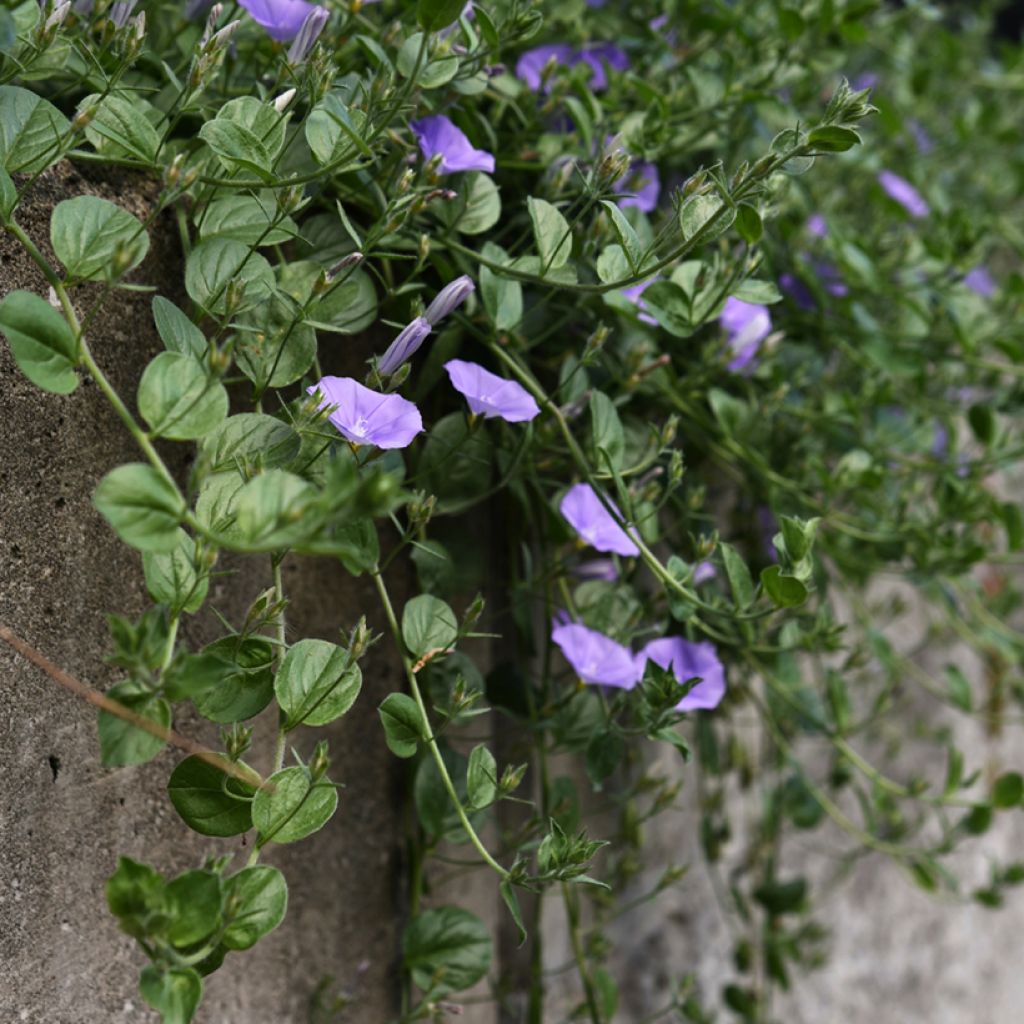 Convolvulus sabatius - Kriechende Winde