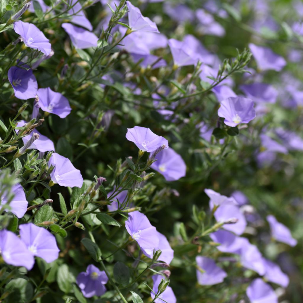 Convolvulus sabatius - Kriechende Winde