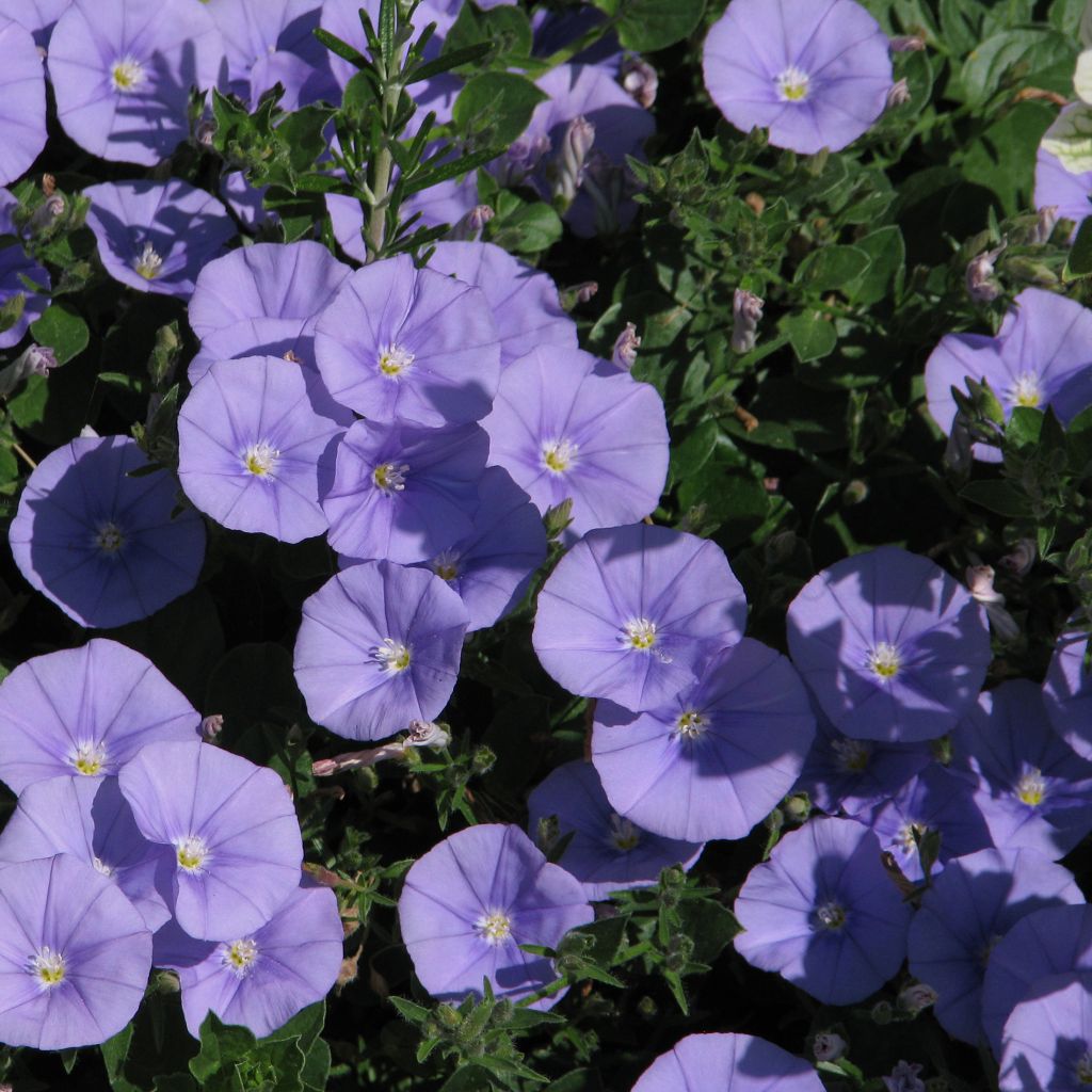 Convolvulus sabatius Maroccan Beauty - Kriechende Winde