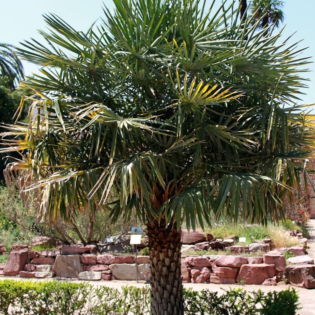 Copernicia alba - Caranday Palme