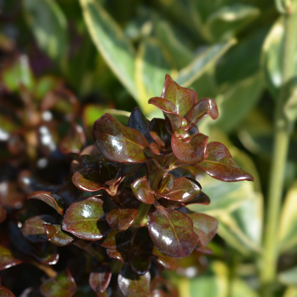 Coprosma Chocolate Soldier