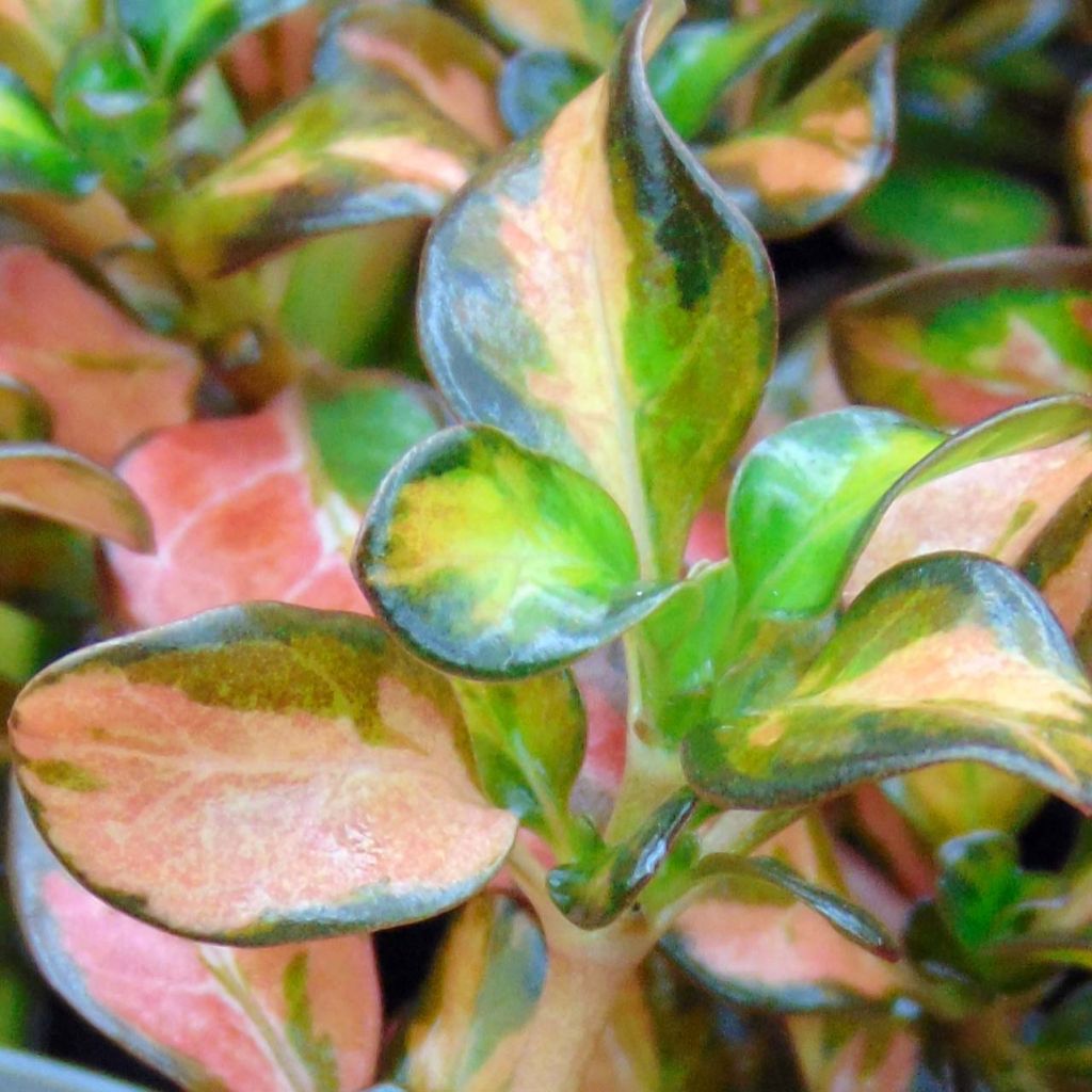 Coprosma Evening Glow