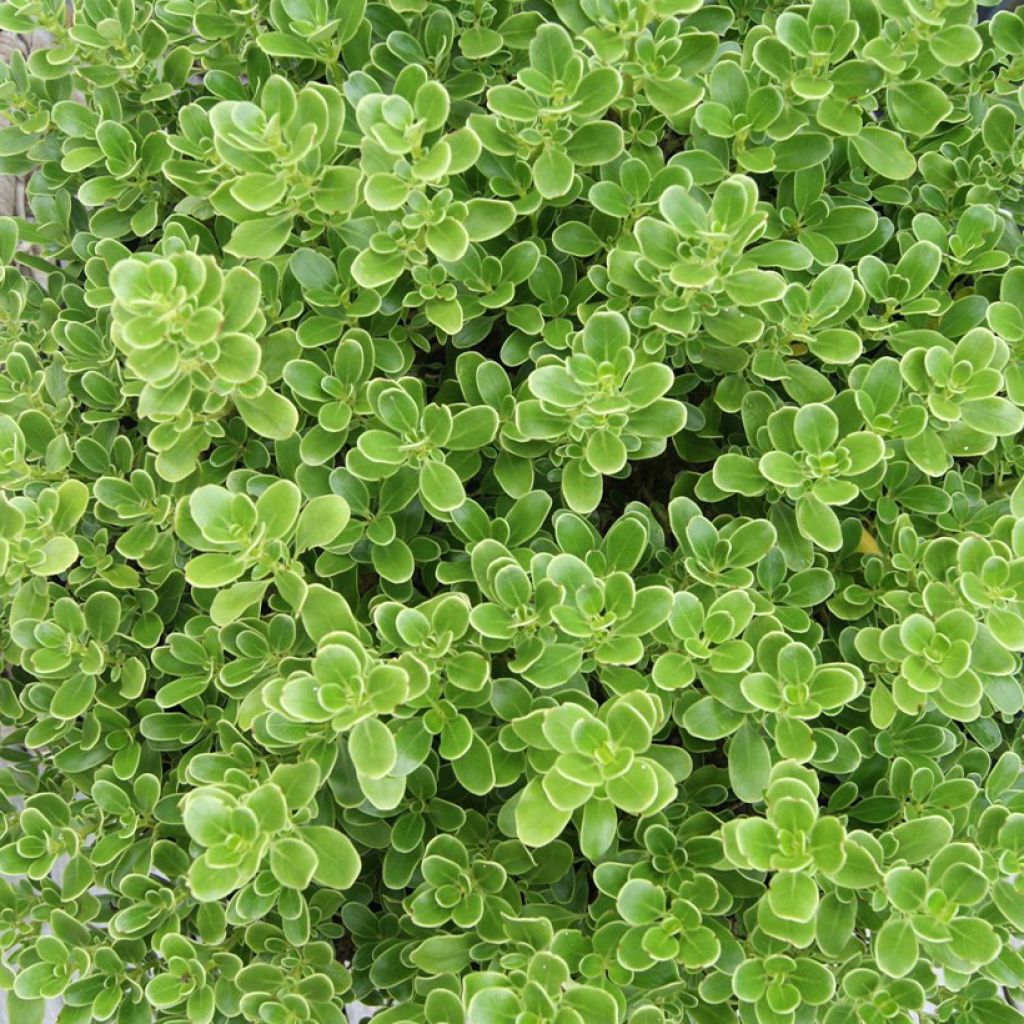 Coprosma Mini Mac