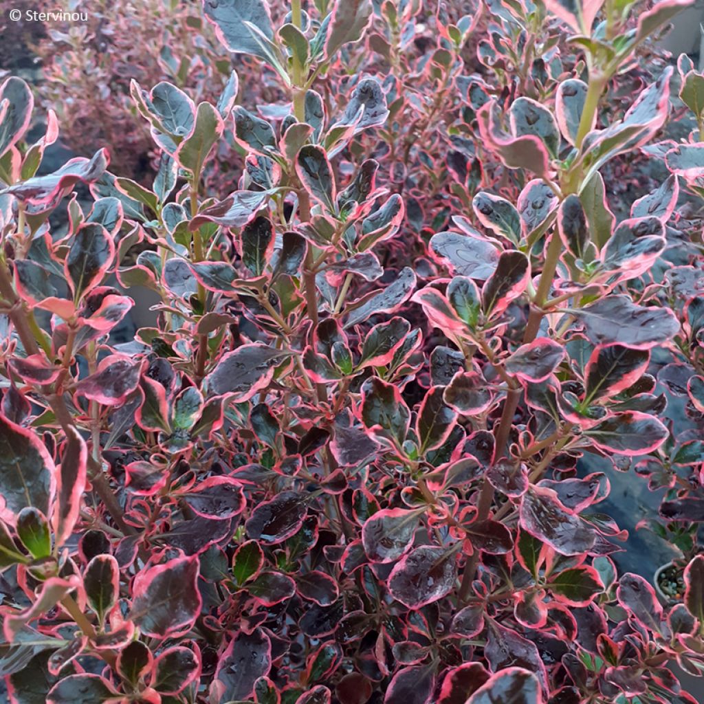 Coprosma repens Eclipse