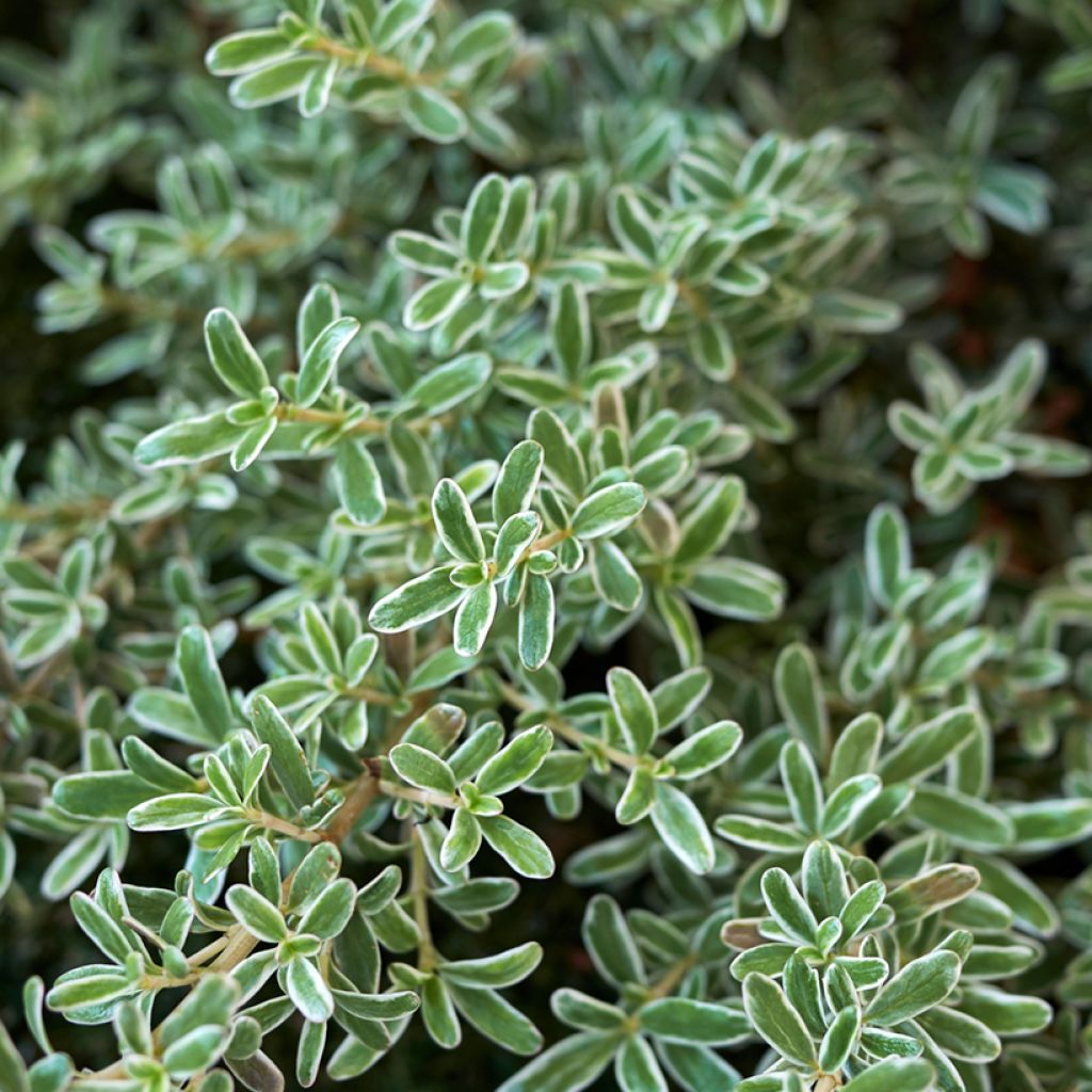 Coprosma kirkii Variegata