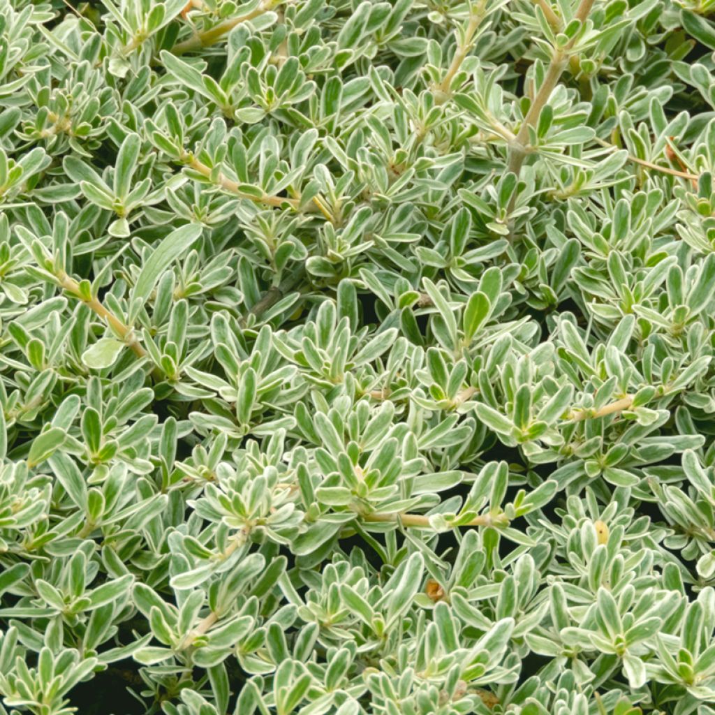 Coprosma kirkii Variegata