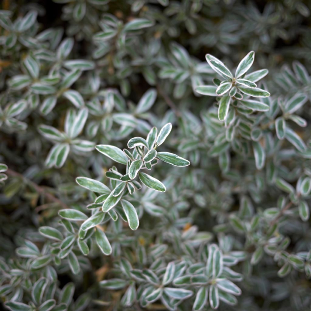 Coprosma kirkii Variegata