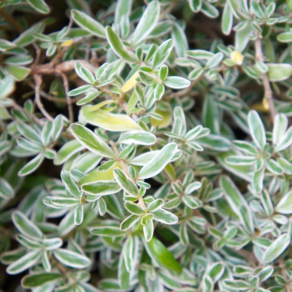 Coprosma kirkii Variegata