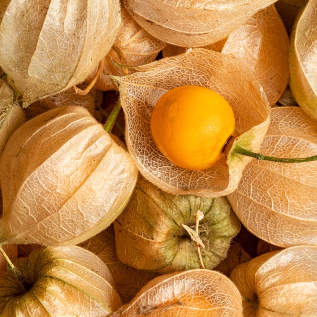 Andenbeere - Physalis edulis