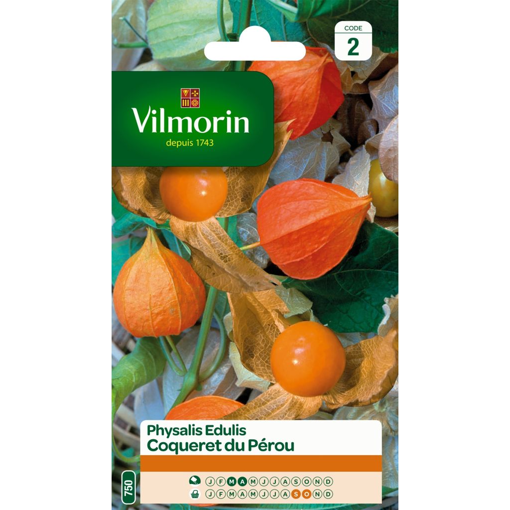 Andenbeere - Vilmorin - Physalis edulis