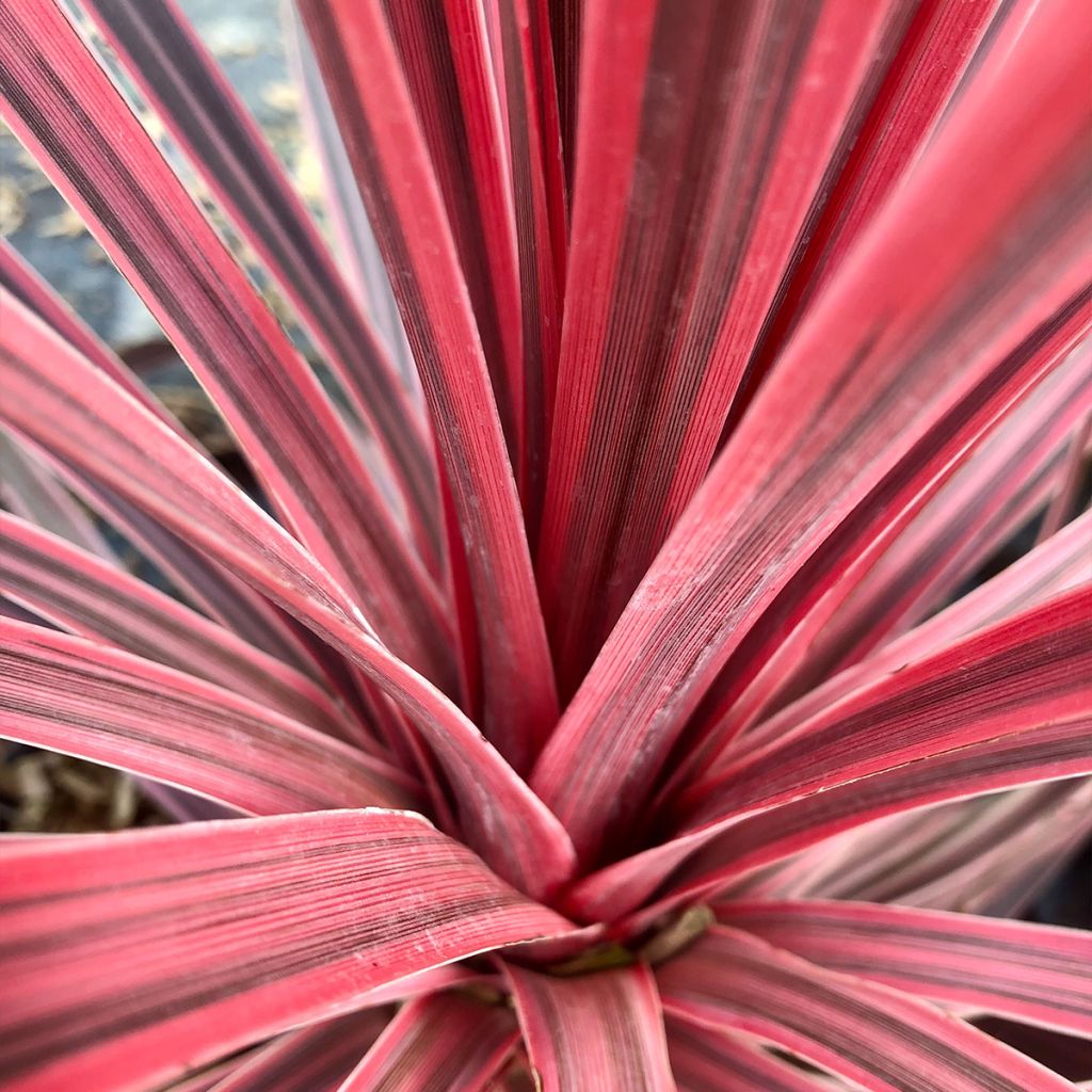 Cordyline Charlie boy®