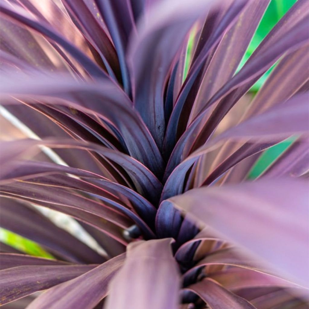 Cordyline australis Black Knight - Keulenlilie