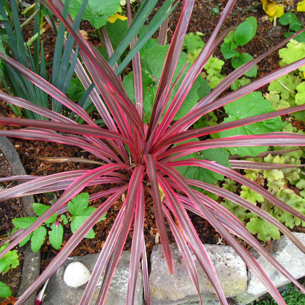 Cordyline australis Cherry Sensation