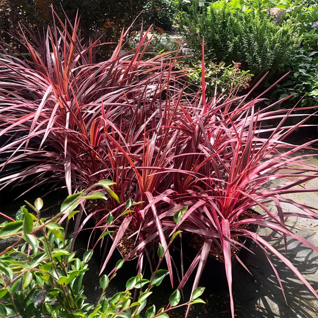 Cordyline australis Cherry Sensation