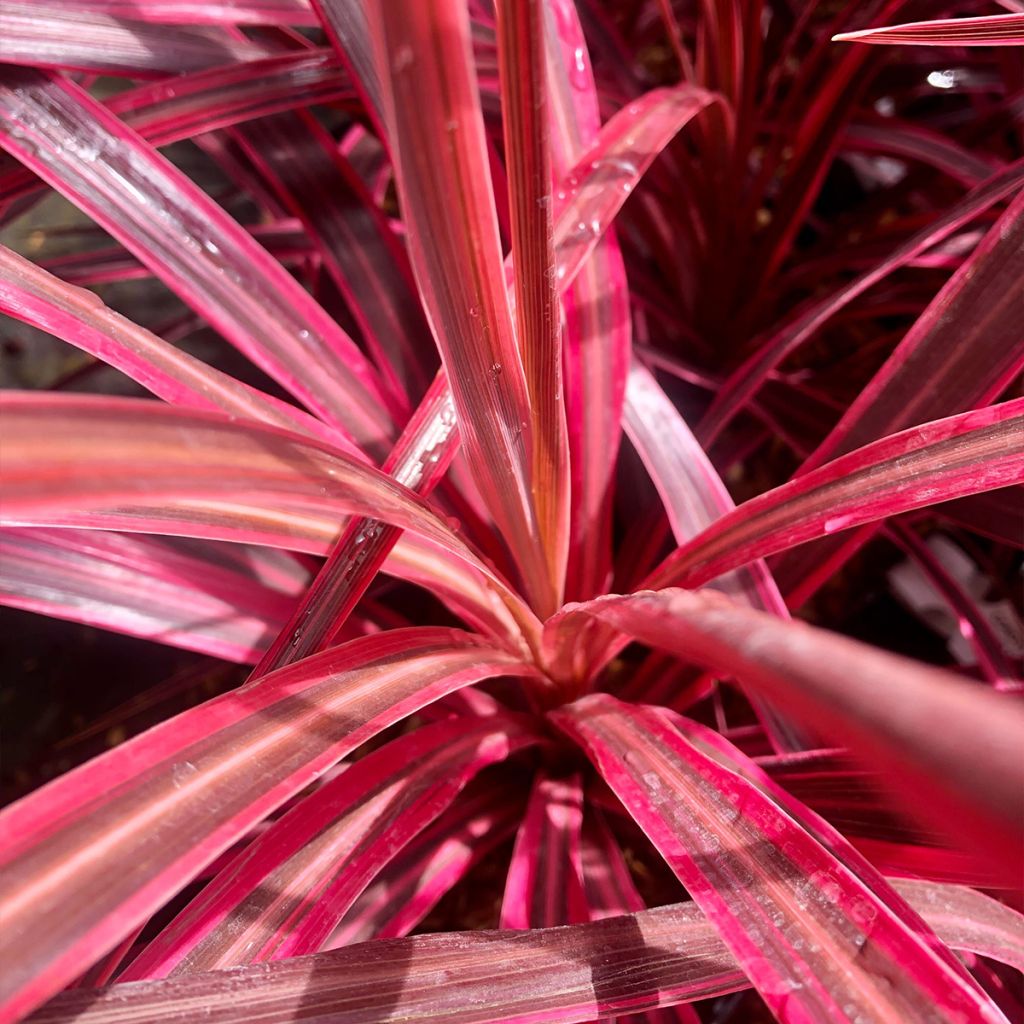 Cordyline australis Cherry Sensation