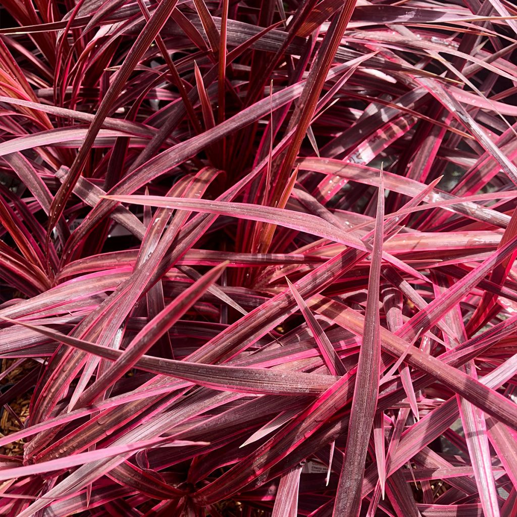 Cordyline australis Cherry Sensation