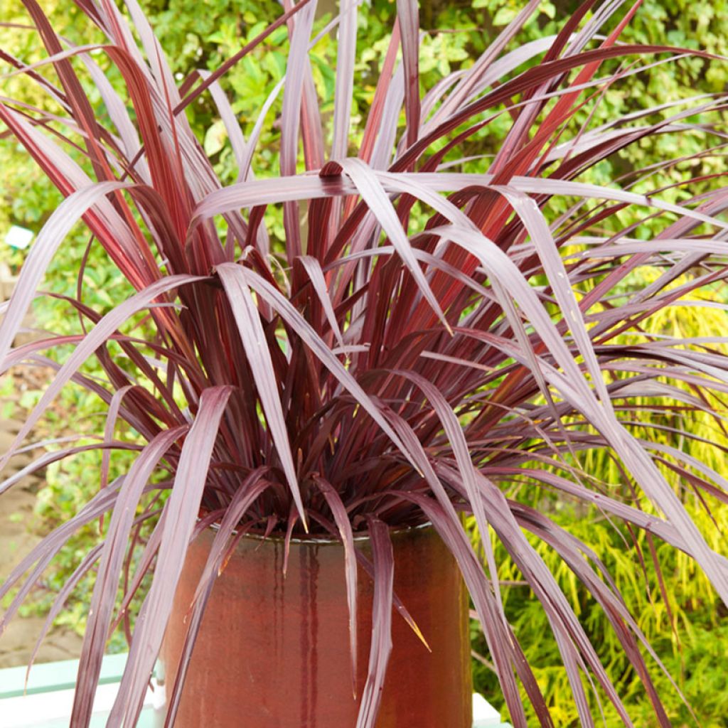 Cordyline australis Design a Line Burgundy - Keulenlilie