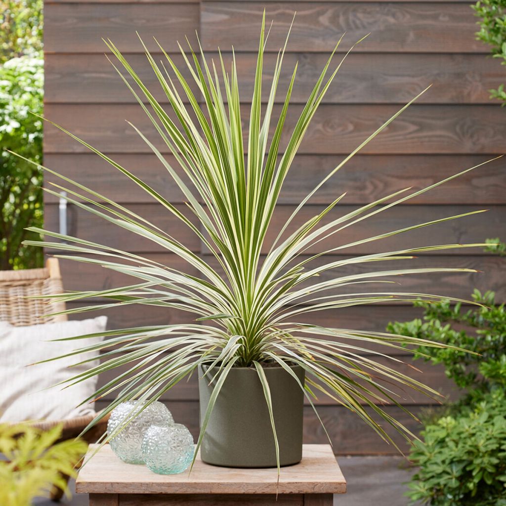 Cordyline australis Lime Passion - Keulenlilie