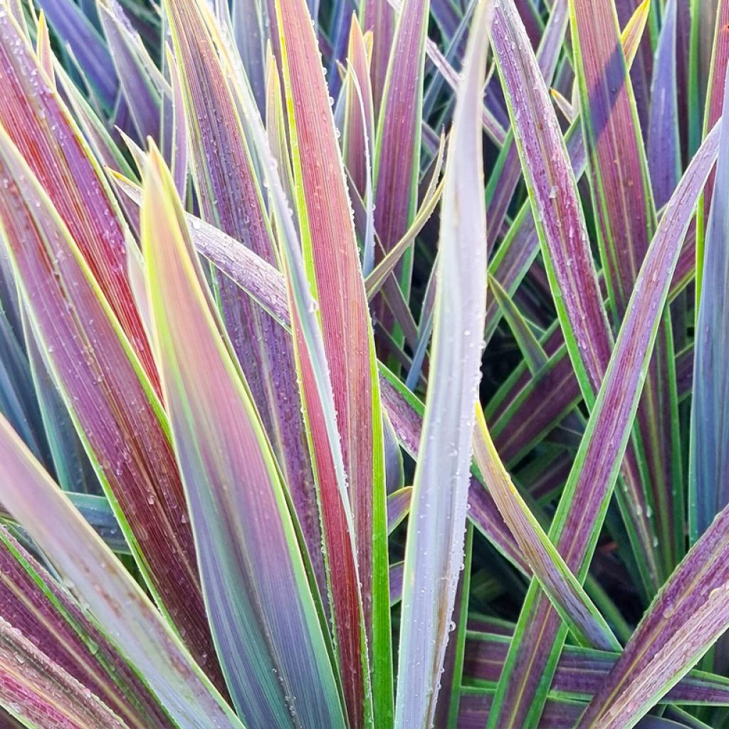 Cordyline australis Mint Chocolate - Keulenlilie