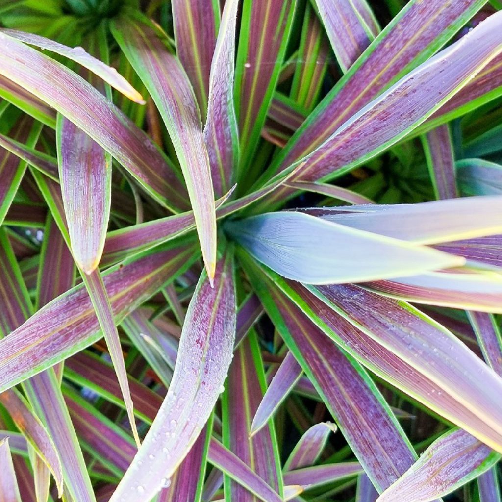 Cordyline australis Mint Chocolate