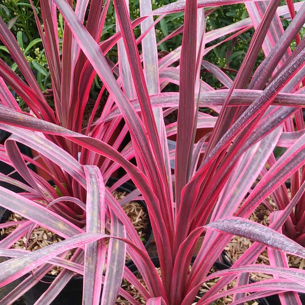 Cordyline australis Pink passion - Keulenlilie