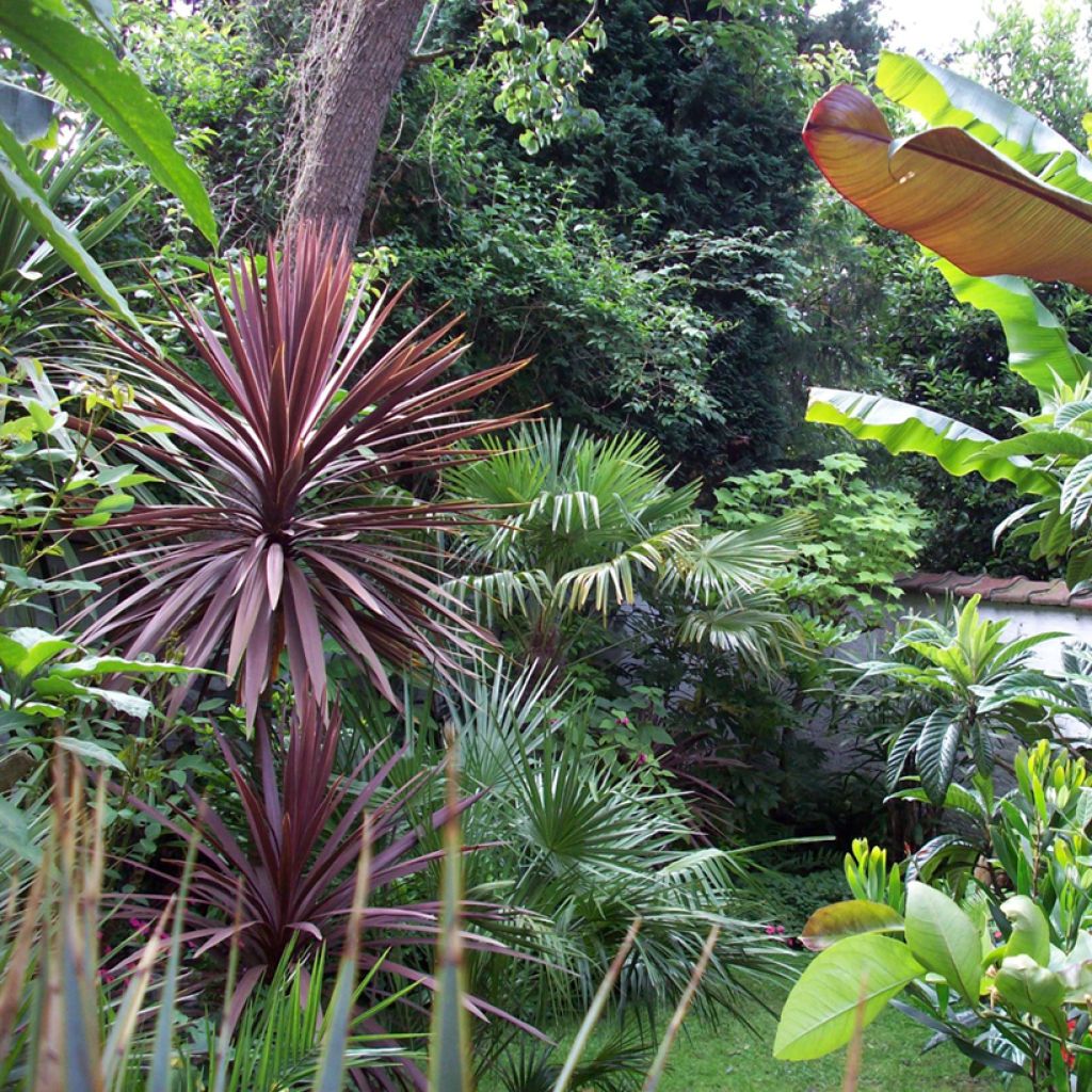 Cordyline australis Purpurea - Keulenlilie