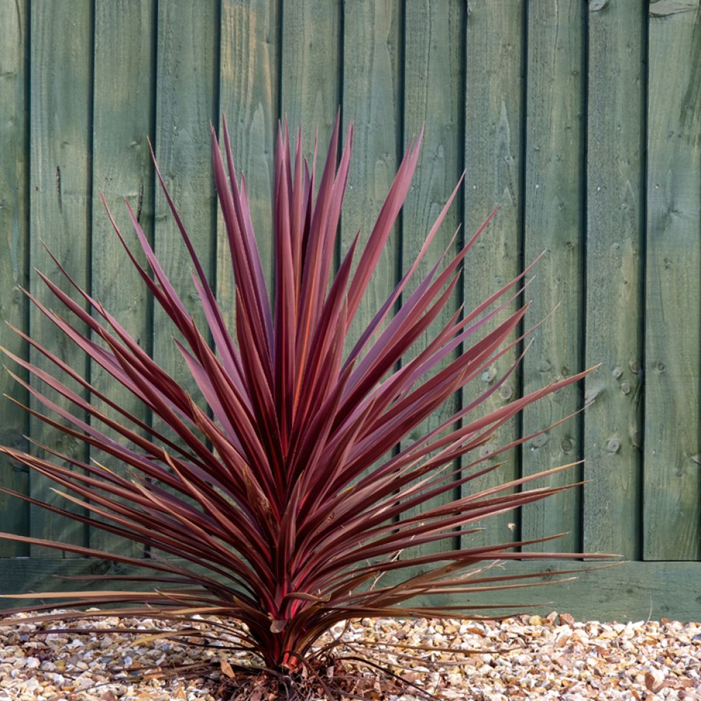 Cordyline australis Purpurea - Keulenlilie