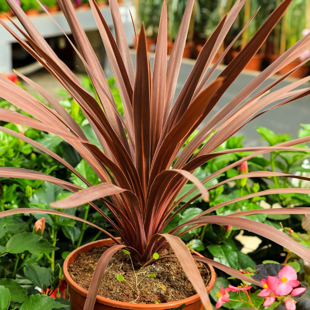 Cordyline australis Purpurea - Keulenlilie