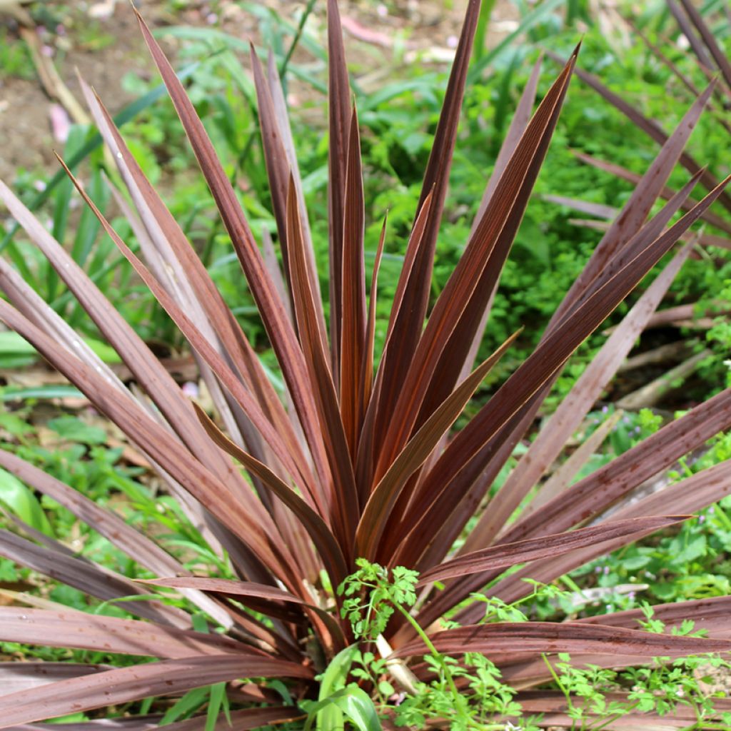 Cordyline australis Purpurea - Keulenlilie