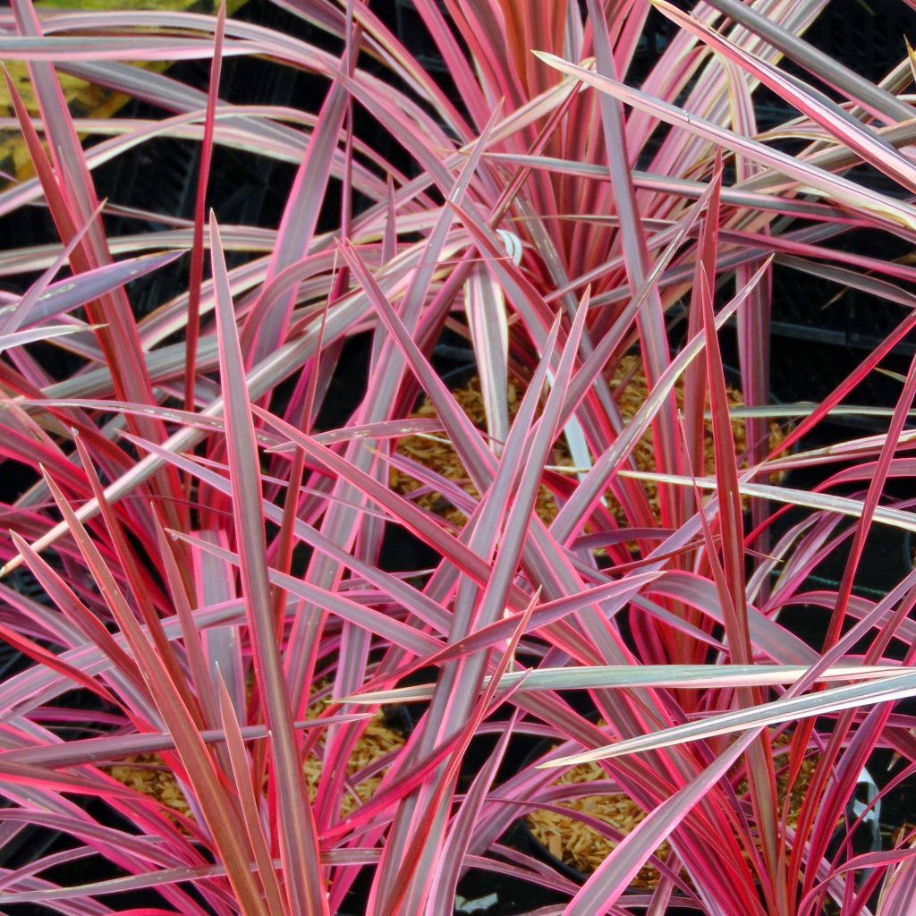 Cordyline australis Southern Splendour