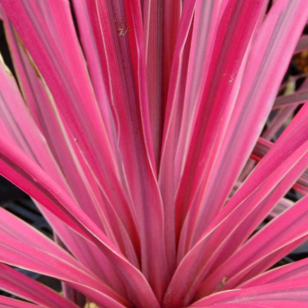 Cordyline australis Southern Splendour