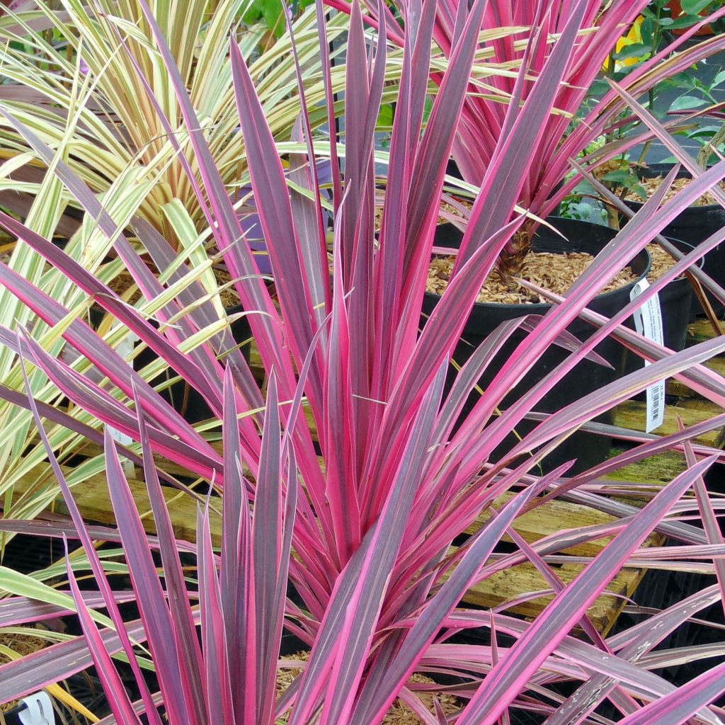 Cordyline australis Southern Splendour