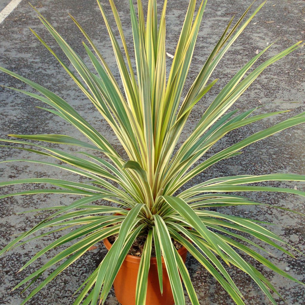 Cordyline  australis Torbay Dazzler