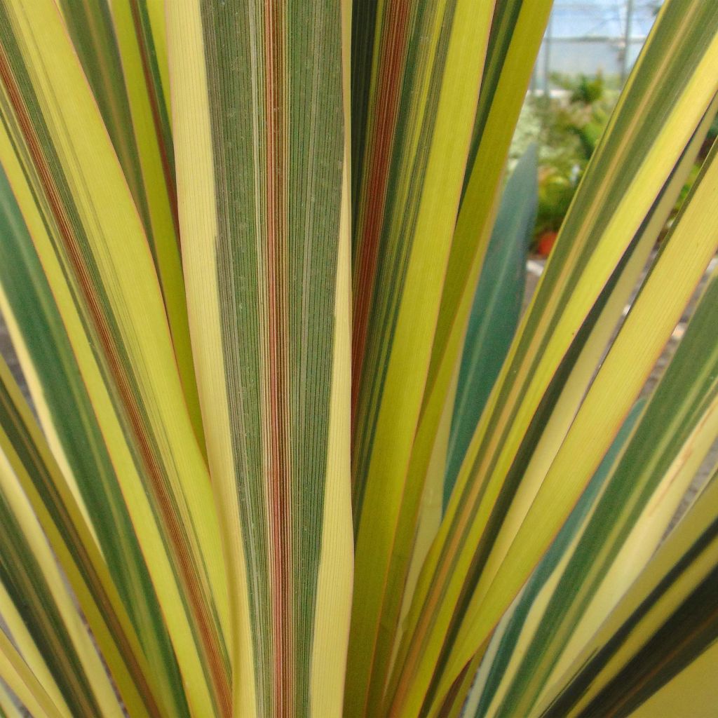 Cordyline  australis Torbay Dazzler